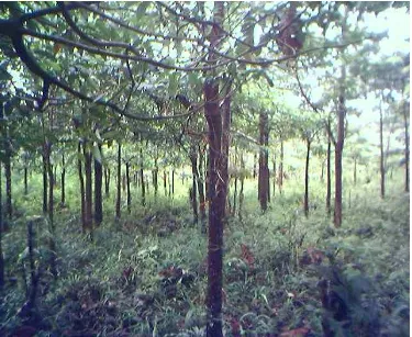 Gambar 4. Tanaman Pulai umur 2 Tahun pada Hutan Rakyat   Pola Kemitraan di Kecamatan BTS Ulu 