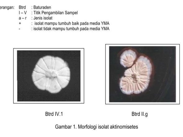 Tabel 3. Ciri Morfologi Bakteri Target R. solanacearum 