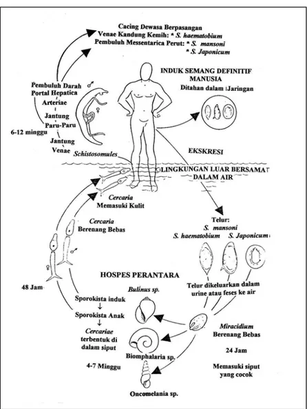 Gambar 5. Daur hidup Schistosoma sp. utama yang menginfeksi manusia 