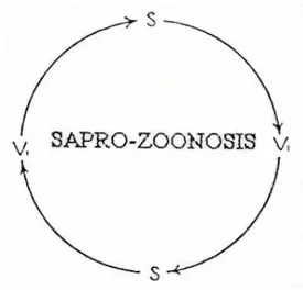 Gambar 10. Siklus penularan sapro-zoonosis. Mutlak  tergantung pada benda-benda mati (S)