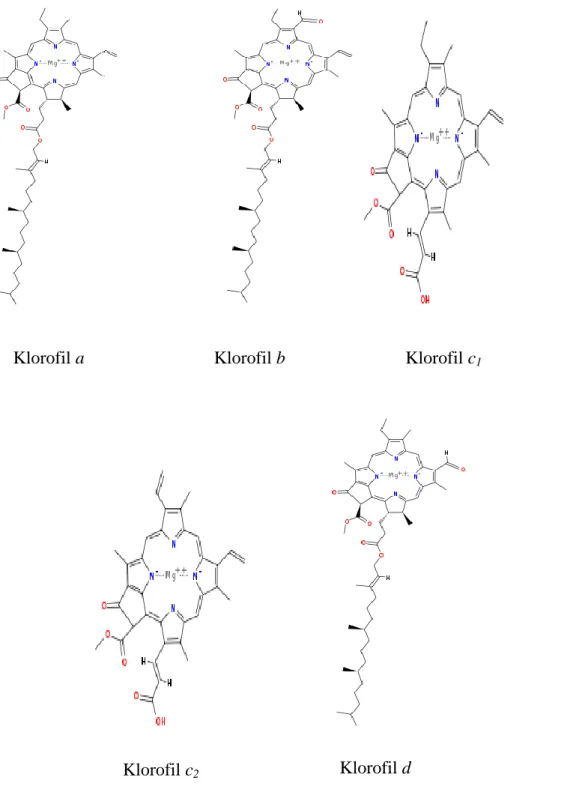 Gambar 2. Jenis-jenis struktur klorofil  (Annonim, 2009). 