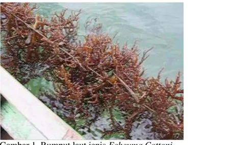 Gambar 1. Rumput laut jenis Echeuma Cottoni   (Sumber : Ariyanto, 2005). 