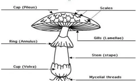 Gambar 2.2 Struktur Tubuh Basidiomycota Terdapat Volva 8