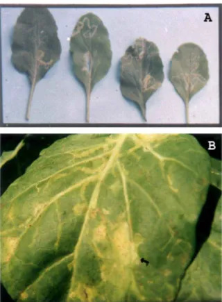 Gambar 1.  Gejala serangan Liriomyza huidobrensis pada daun kubis