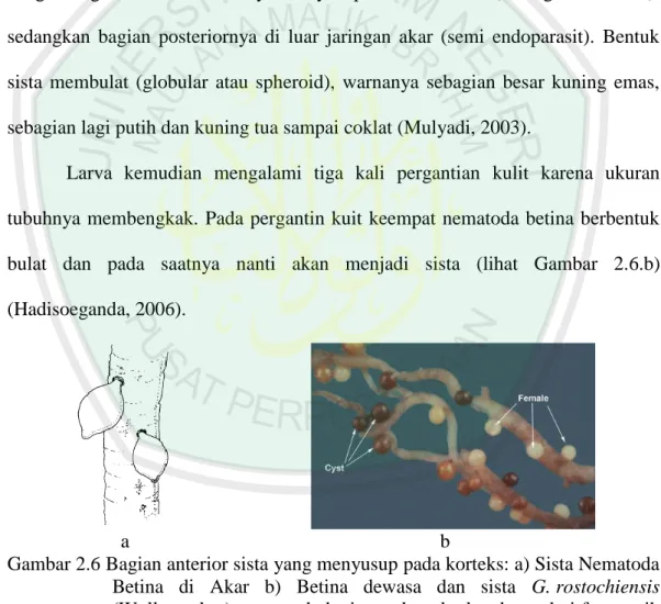 Gambar 2.6 Bagian anterior sista yang menyusup pada korteks: a) Sista Nematoda  Betina  di  Akar  b)  Betina  dewasa  dan  sista  G