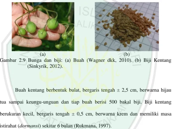 Gambar  2.9  Bunga  dan  biji:  (a)  Buah  (Wagner  dkk,  2010).  (b)  Biji  Kentang  (Sinkyrik, 2012)