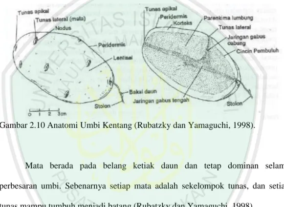 Gambar 2.10 Anatomi Umbi Kentang (Rubatzky dan Yamaguchi, 1998). 