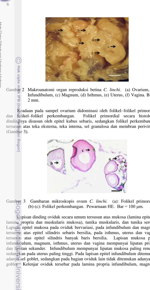 Gambar 2   Makroanatomi  organ  reproduksi  betina  C.  linchi.    (a)  Ovarium,  (b)  Infundibulum, (c) Magnum, (d) Isthmus, (e) Uterus, (f) Vagina