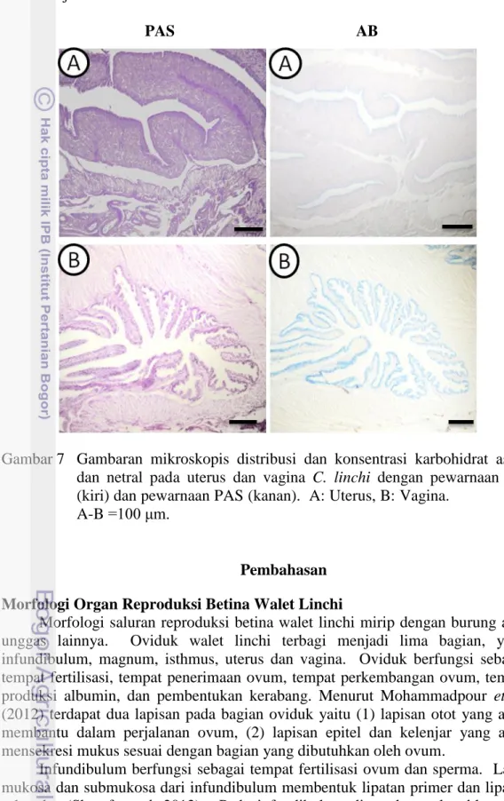 Gambar 7  Gambaran  mikroskopis  distribusi  dan  konsentrasi  karbohidrat  asam  dan  netral  pada  uterus  dan  vagina  C