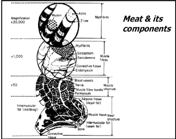 Gambar 3. Daging dan struktur penyusunnya 