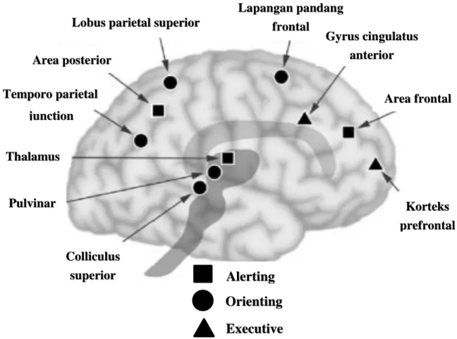 Gambar 5. Area anatomis di otak dengan fungsi atensi Sumber: Posner MI, Rothbart MK. 56 