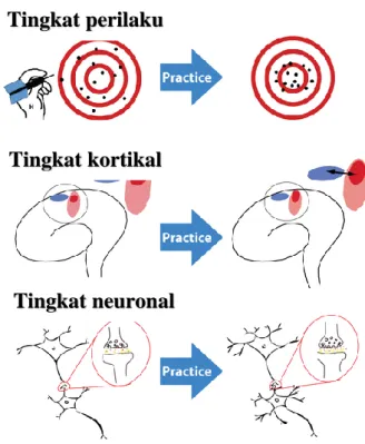 Gambar 3. Skema ilustrasi plastisitas otak setelah latihan  Sumber: Wikipedia. 40 