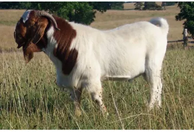 Gambar 5. Kambing Boer  
