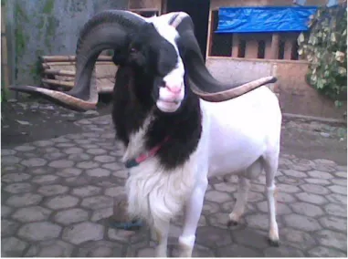 Gambar 7. Domba Garut 