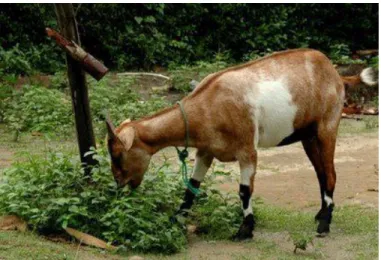 Gambar 1. Kambing Kacang 