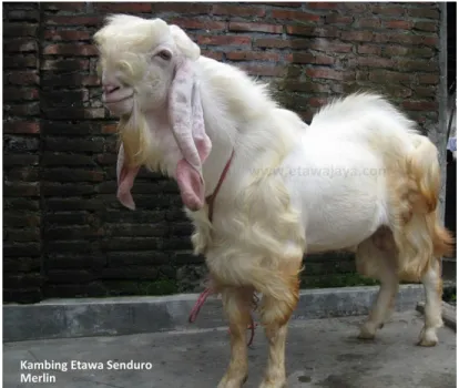 Gambar 2. Kambing Etawah 