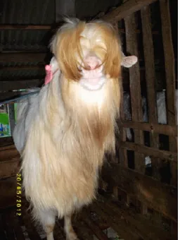 Gambar 4. Kambing Gembrong 