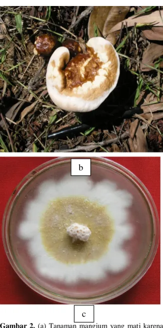 Gambar 2.  (a)  Tanaman mangium yang mati karena  penyakit busuk akar            