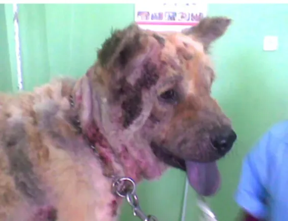 Gambar 1. Anjing penderita demodekosis                    sebelum terapi 