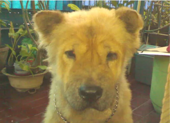 Gambar 2. Anjing penderita demodekosis                    setelah terapi 