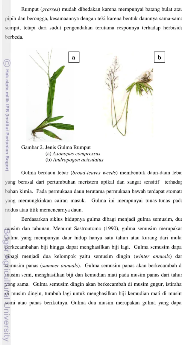 Gambar 2. Jenis Gulma Rumput  (a) Axonopus compressus  (b) Andropogon aciculatus 