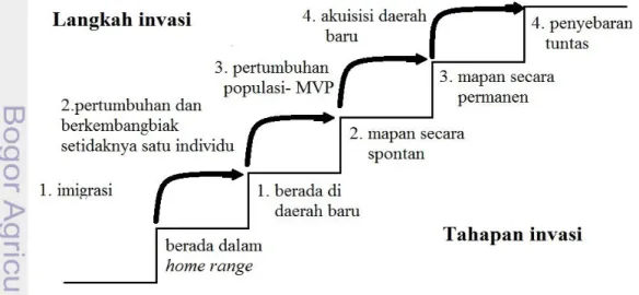 Gambar 4. Tahapan dan Langkah Invasi Menurut Tjitrosoedirdjo (2010) 