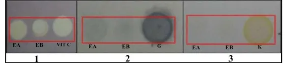 Gambar 1. Hasil analisis kualitatif dengan reagen semprot DPPH (1); reagen semprot FeCl 3 (2); dengan sitroborat (3); EA : ekstrak dari daun yang dikeringkan dengan oven ; EB : ekstrak dari daun yang dikeringkan dengan sinar matahari; VIT C : vitamin C ; G :asam galat ; K : kuersetin  