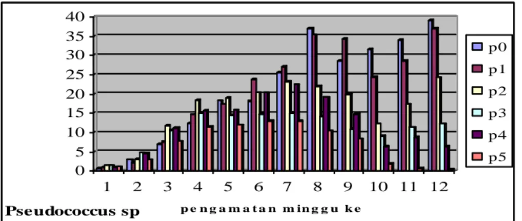 Gambar 1. Grafik rata-rata populasi Pseudococcus sp. 