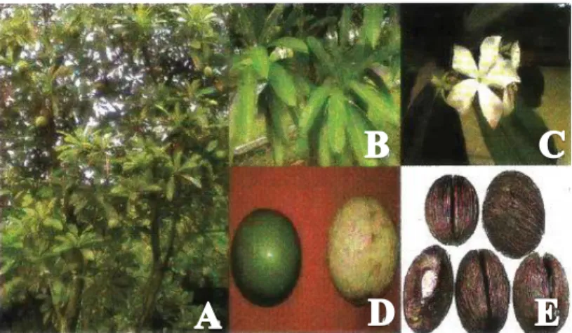 Gambar 2.2 Bintaro (Cerbera manghas) A) pohon, B) daun, C)  bunga, D) buah, E) biji. 