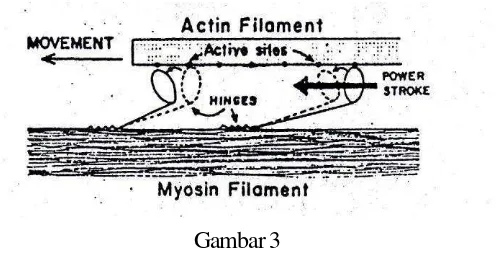 Gambar 3  Mekanisme roda pasak pada kontraksi otot  