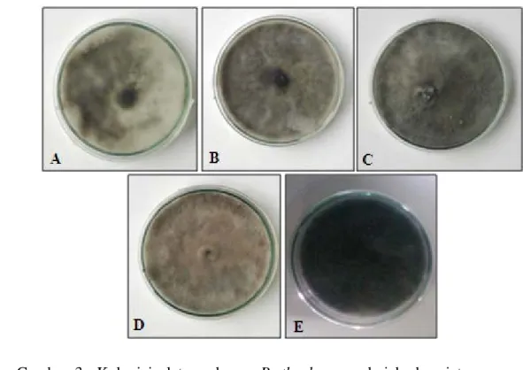 Gambar 3  Koloni isolat cendawan B. theobromae dari berbagai tanaman pada  umur 21 Hari Setelah Isolasi (HSI) pada media PDA