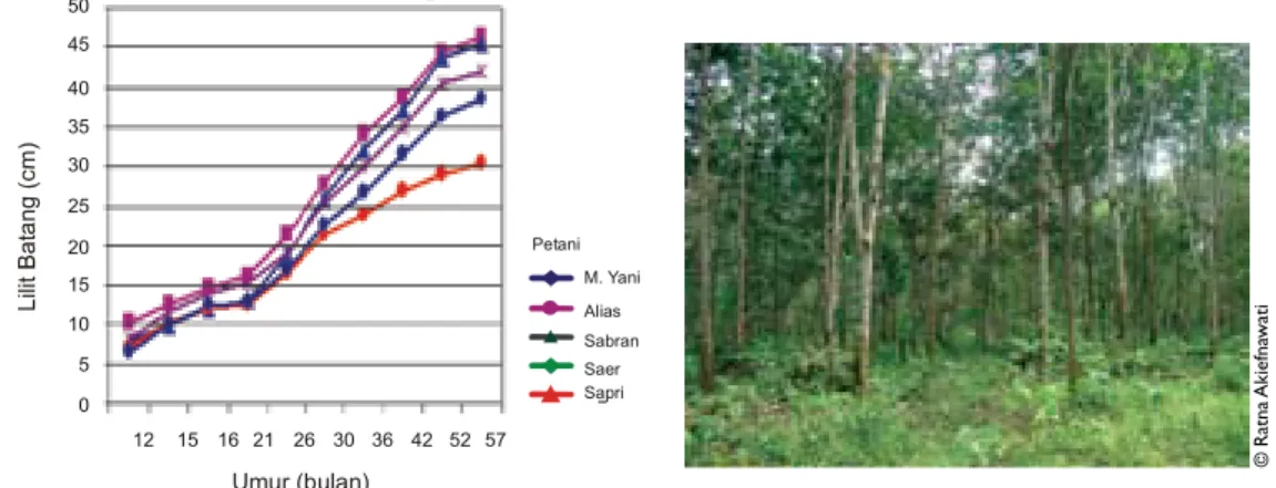 Gambar 24. Grafik pertumbuhan lilit batang karet pada kondisi pemeliharaan kebun yang  berbeda (kiri); kepadatan vegetasi dalam kebun wanatani karet (kanan)
