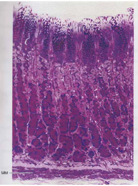 Gambar 2. Gambaran potongan kelenjar lambung di daerah fundus. Sel Parietal (light-stained)  mendominasi di regio atas dan tengah dari kelenjar.Sel zimogen/sel chief (dark-stained)  mendominasi di region bawah dari kelenjar