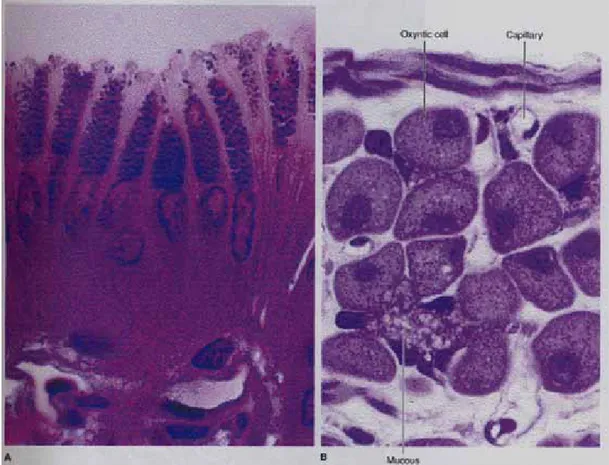 Gambar 3.  Gambaran permukaan epitel yang mensekresi mucus (A) dan sel mukosa leher  terdapat di antara sel parietal  yang berlokasi di bagian tengah kelenjar gaster (B)