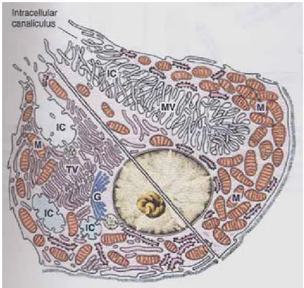 Gambar 5. Diagram komposisi sel parietal, menunjukkan perbedaan ultrastruktur antara sel  istirahat (kiri) dengan sel aktif(kanan)