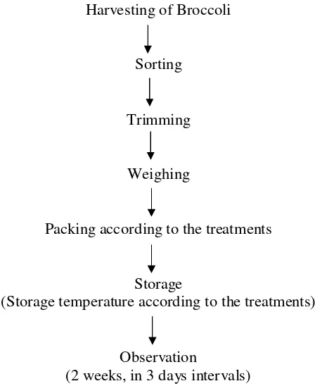 Figure 4. Experimental Process for Broccoli Packaging and Storage 