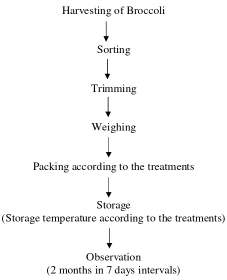 Figure 5. Experimental Process for White Cabbage Packaging and Storage 