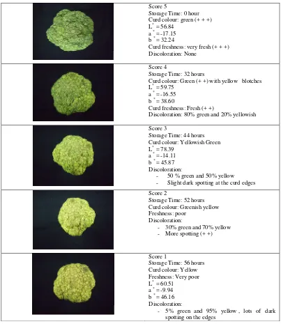 Figure 6. Sensory Scoring Standard and Description of Scores for Broccoli 