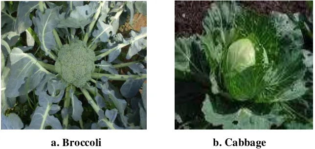 Figure 3. Appearance of Cole Crops (Brassica oleraceae) 