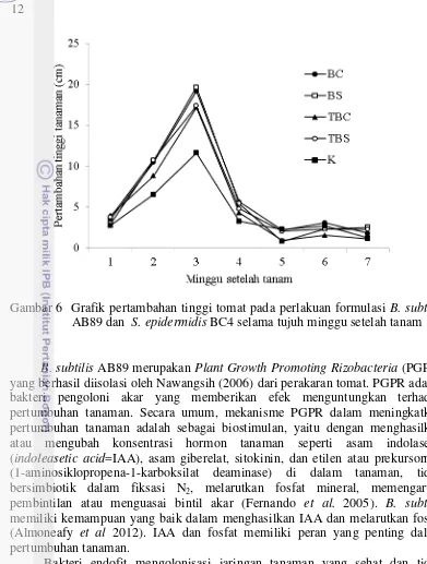 Gambar 6  Grafik pertambahan tinggi tomat pada perlakuan formulasi B. subtilis 