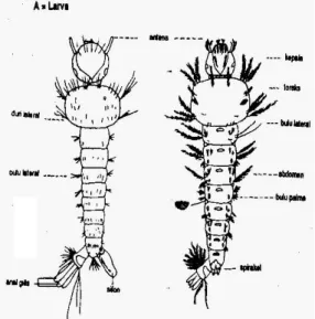 Gambar 1. Morfologi larva dan nyamuk dewasa (Zaman, 1952) 