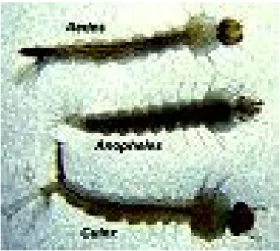 Gambar  8.  Larva  instar  III  Aedes  aegypti,  Anopheles  aconitus,  dan  Culex  quinquefasciatus 
