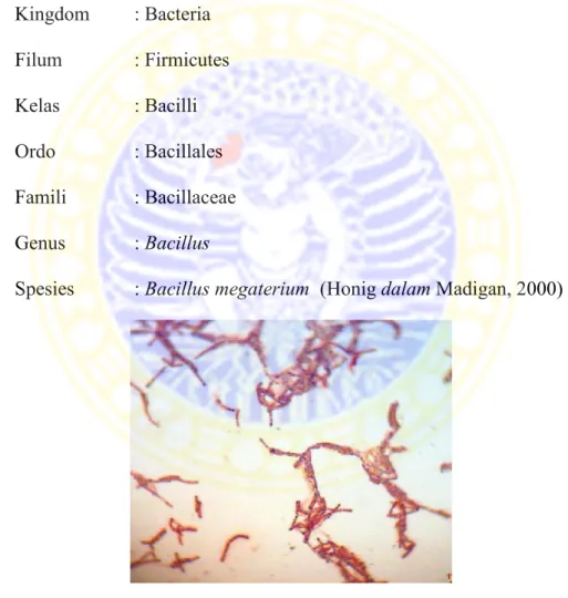 Gambar 1. Bacillus megaterium Sumber : Anonim, 2008