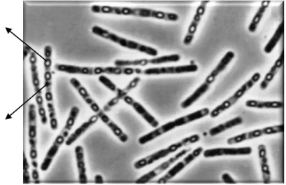 Gambar 1.   Sel Bacillus thuringiensis dalam perbesaran 1000 kali   [spora intraseluler (terang) dan kristal protein (gelap)] 