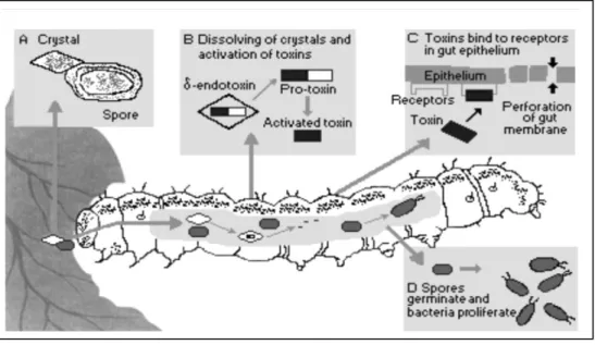 Gambar 4.  Proses toksisitas Bacillus thuringiensis pada larva ulat  (http://www.inchem.org/documents/ehc/ehc/ehc217.htm)  Kristal protein  Bta  yang tersusun atas protein  cry1A(a)  (32%), cry1A(b)  (38%),  cry1C(a)  (26%),  cry1D(a)  (5%)  (Wright  et  a