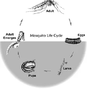 Gambar 1. Siklus hidup nyamuk Aedes aegypti (www.epa.org) 