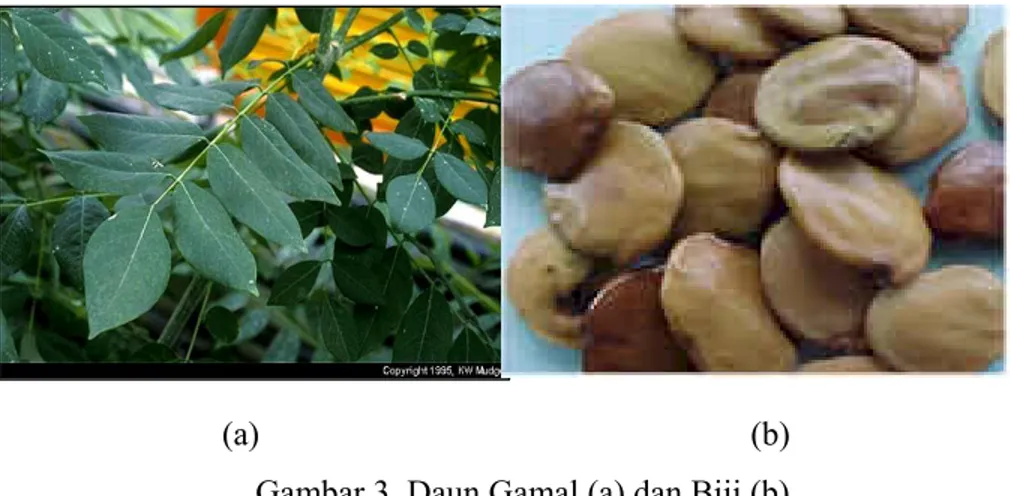 Gambar 4. Daun Lamtoro dan Bunga (a), Buah Polong Lamtoro (b) 
