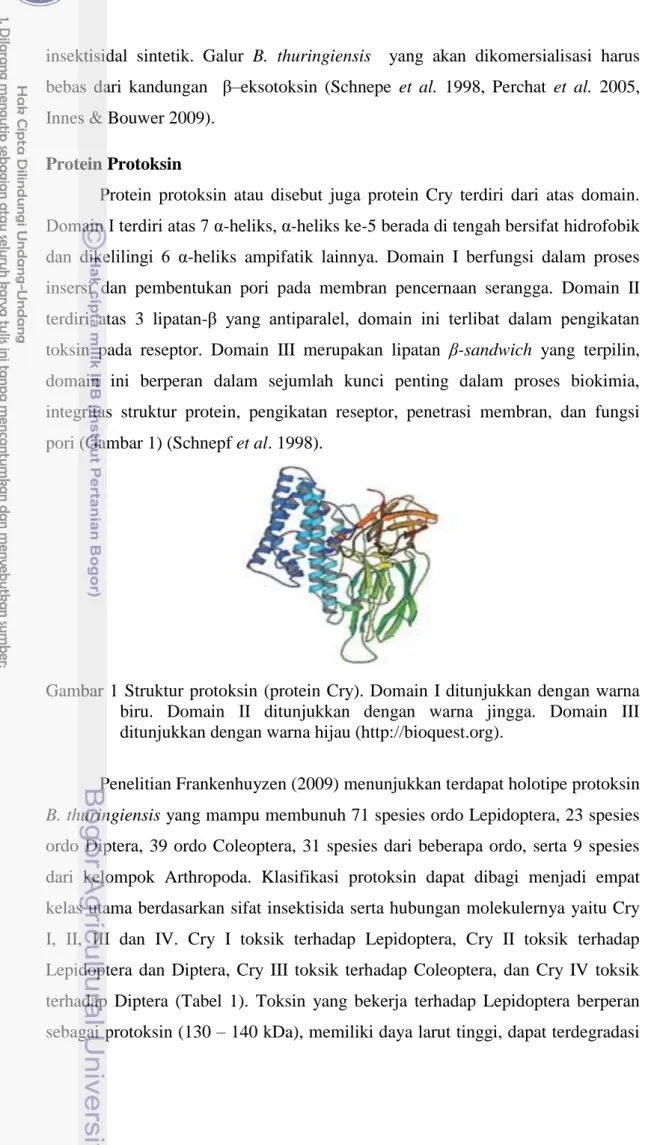 Gambar 1  Struktur protoksin  (protein Cry). Domain  I ditunjukkan dengan warna  biru