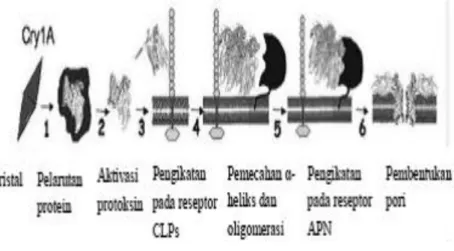 Gambar 2 Mekanisme kerja protein protoksin (Soberon &amp; Bravo 2007). 