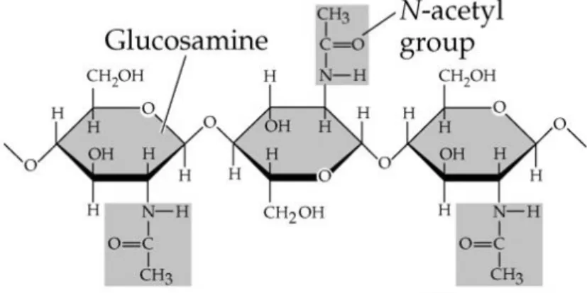 Gambar 3  Struktur kimia dari kitin (http://www.scottsminthonline.com). 